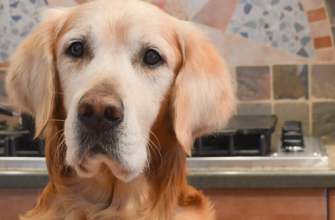 Скільки корму давати собаці за віком, вагою та активністю?