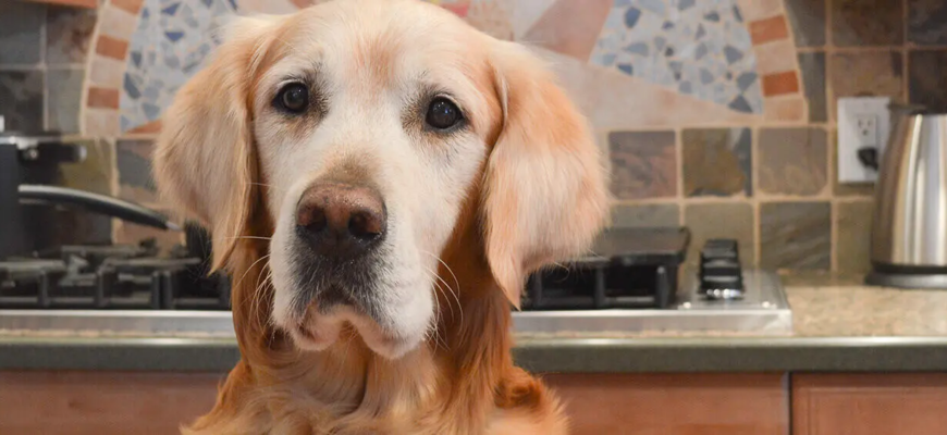 Скільки корму давати собаці за віком, вагою та активністю? Скільки корму давати собаці за віком, вагою та активністю?