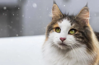 Боротьба з алергенами у котів