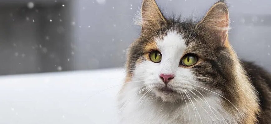 Боротьба з алергенами у котів