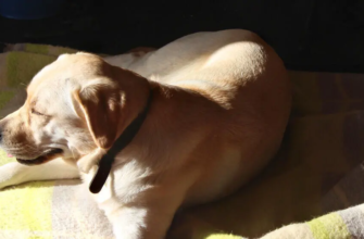 Чи потрібен собакам вітамін D?