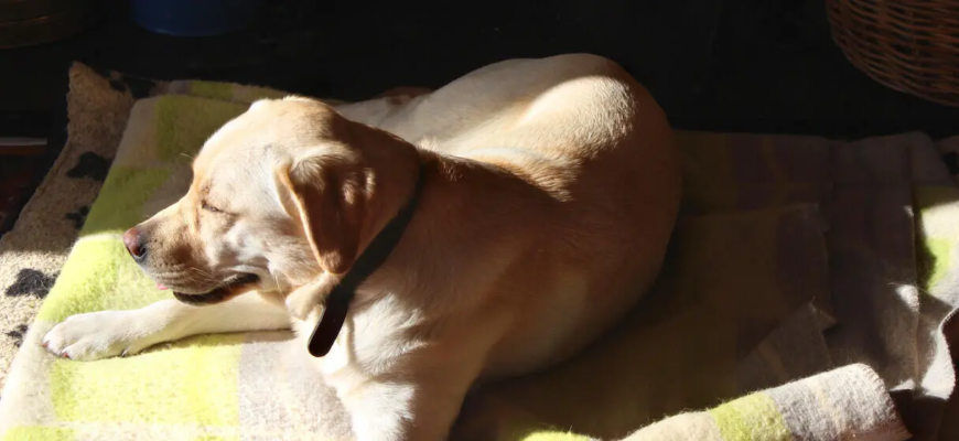 Чи потрібен собакам вітамін D?