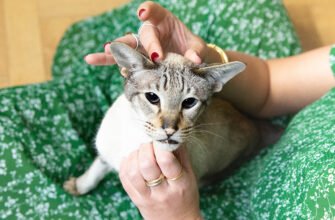 Як коти проявляють симпатію?