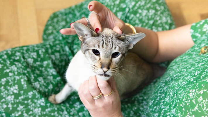 Як коти проявляють симпатію?
