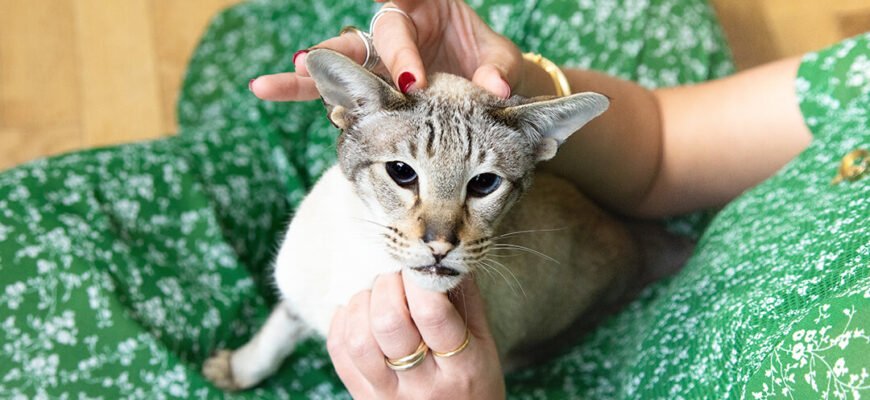 Як коти проявляють симпатію?