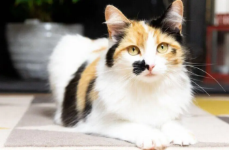 Як довго можна залишати кота одного?