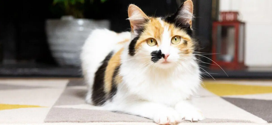 Як довго можна залишати кота одного?