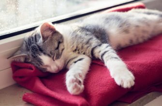 Скільки сплять коти?