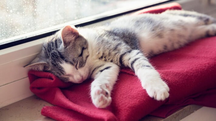 Скільки сплять коти? Скільки сплять коти?