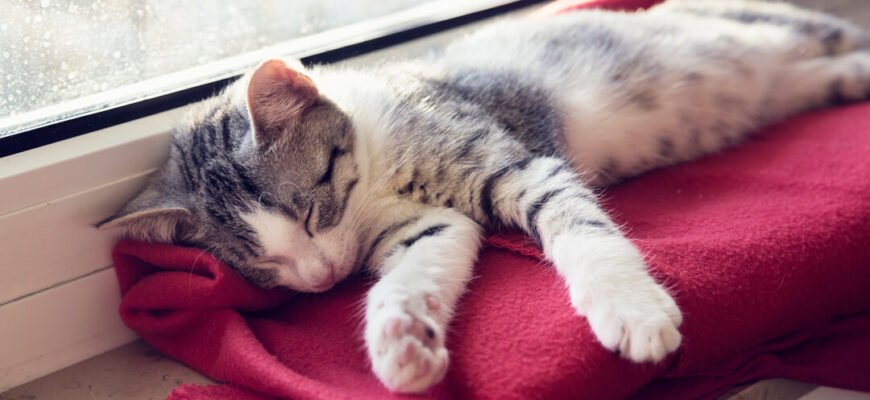 Скільки сплять коти?