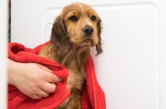 Як помити собаку: 9 порад щодо купання собак