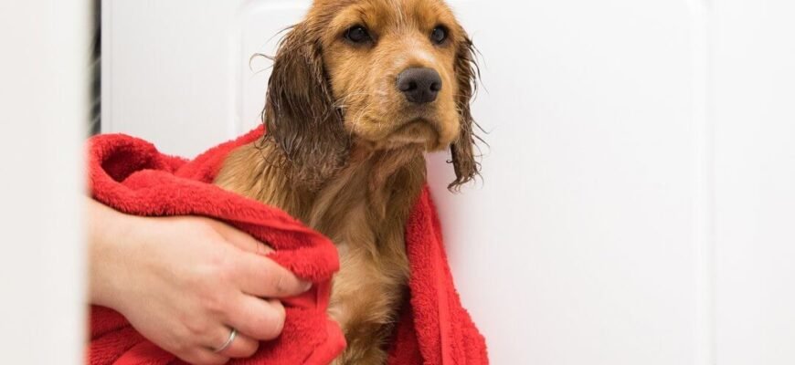 Як помити собаку: 9 порад щодо купання собак