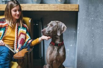 Як доглядати за собакою старшого віку