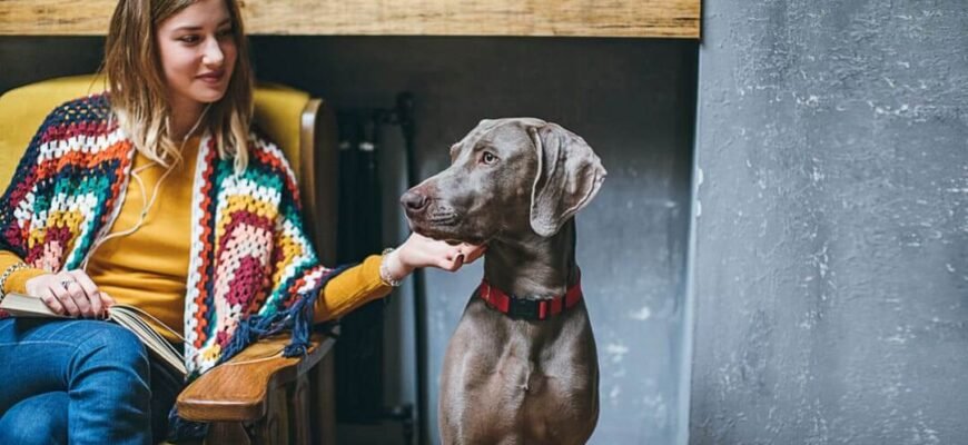 Як доглядати за собакою старшого віку