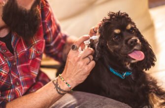 Як чистити вуха собаці