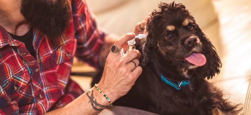 Як чистити вуха собаці