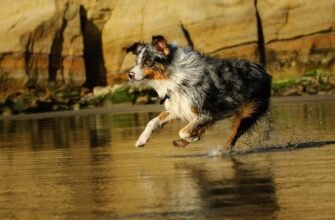 Як охолодити собаку влітку: 9 найкращих порад