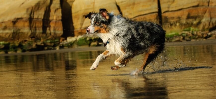 Як охолодити собаку влітку: 9 найкращих порад