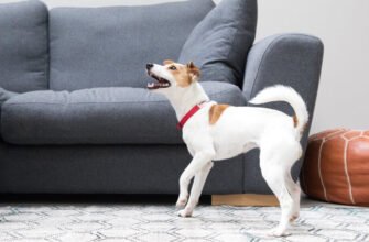 Чому собака виє: причини та способи припинити це