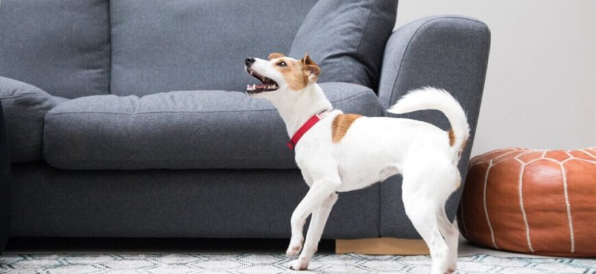 Чому собака виє: причини та способи припинити це