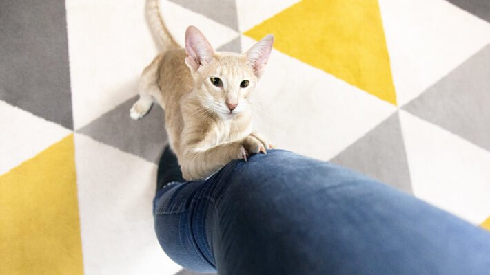 Як виховати кота?