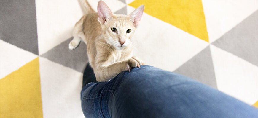 Як виховати кота?