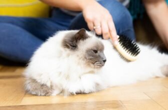 Основи догляду за шерстю кішки