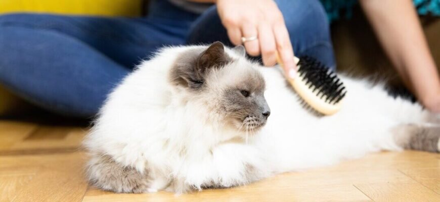 Основи догляду за шерстю кішки