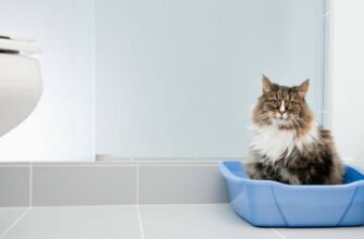 Запор у котів: причини та лікування