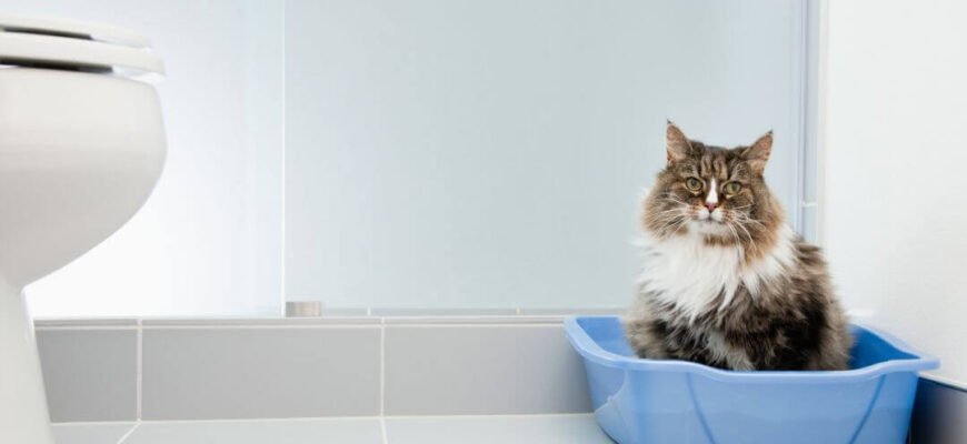 Запор у котів: причини та лікування