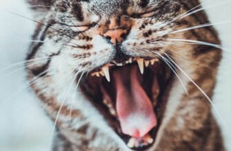 Як доглядати за зубами кота: 8 порад