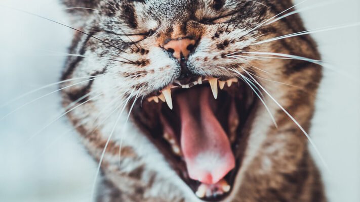 Як доглядати за зубами кота: 8 порад
