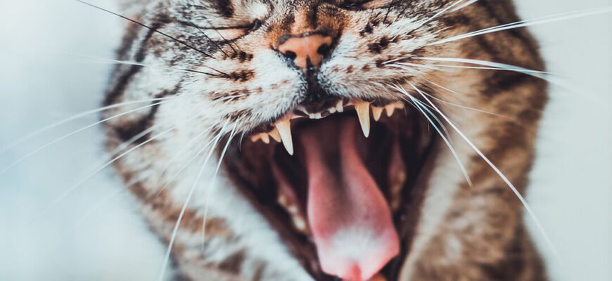 Як доглядати за зубами кота: 8 порад Як доглядати за зубами кота: 8 порад