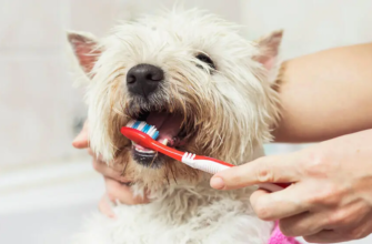 Як чистити зуби собаці та чому це важливо для здоров’я