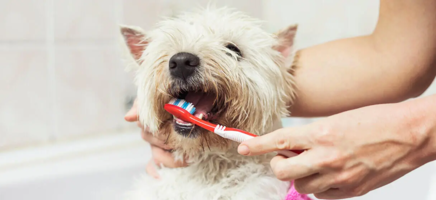 Як чистити зуби собаці та чому це важливо для здоров’я Як чистити зуби собаці та чому це важливо для здоров’я
