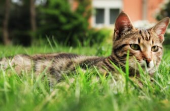 Пронос у кота: причини, симптоми та методи лікування