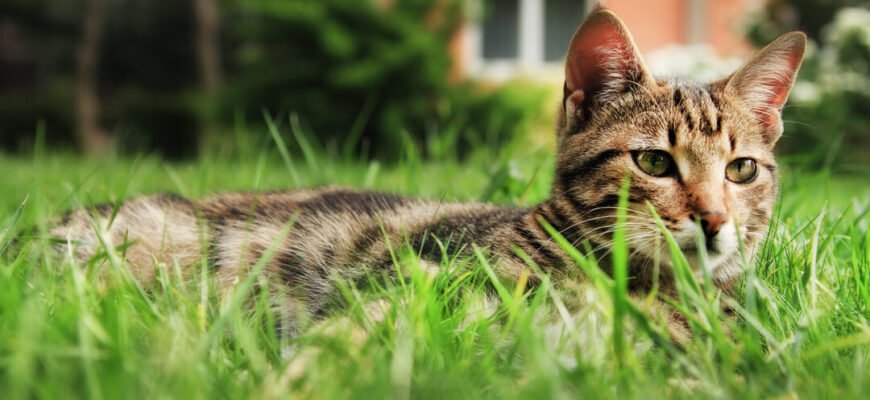 Пронос у кота: причини, симптоми та методи лікування