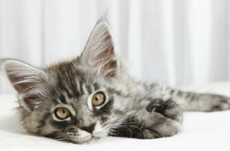 Як виявити та лікувати тривожність кота