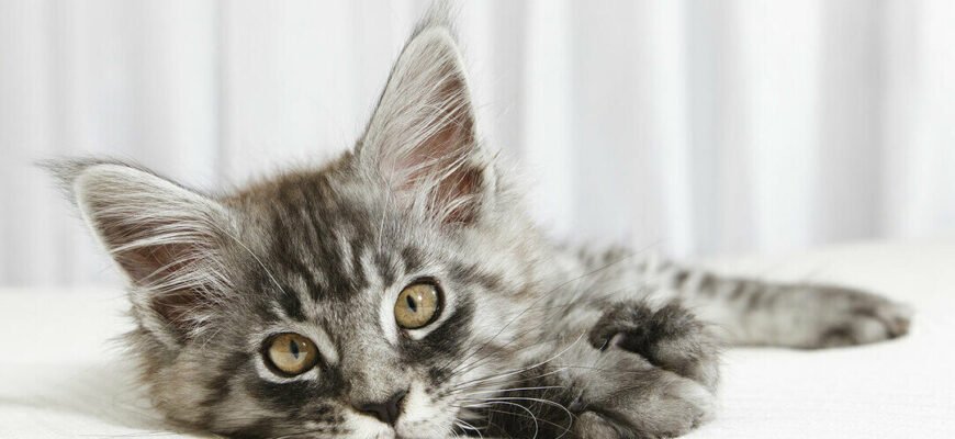 Як виявити та лікувати тривожність кота Як виявити та лікувати тривожність кота