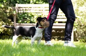 Як зупинити агресивну поведінку собаки