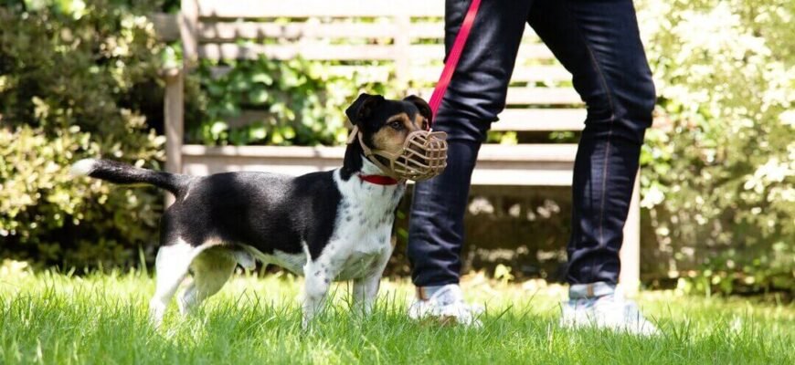 Як зупинити агресивну поведінку собаки