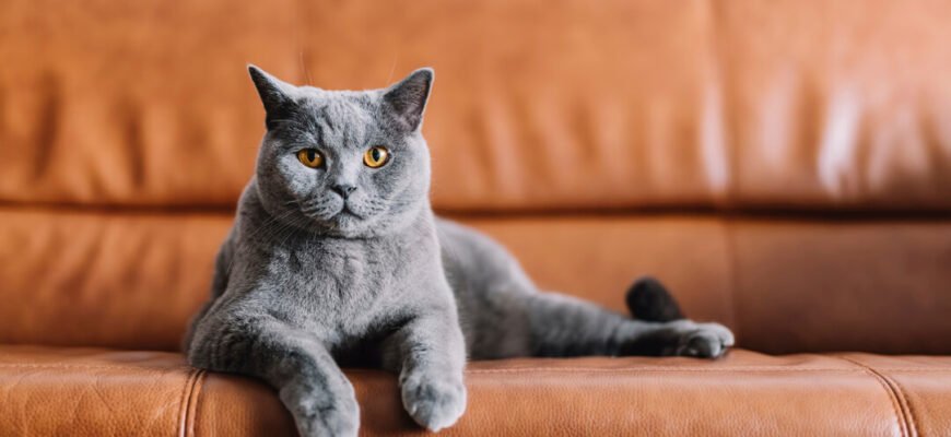 Як відучити кота дряпати диван та меблі