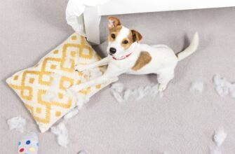 Як відучити цуценя кусатися