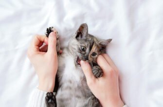 Агресія улюбленця: чому коти кусаються та як скоригувати цю поведінку
