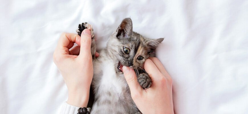 Агресія улюбленця: чому коти кусаються та як скоригувати цю поведінку