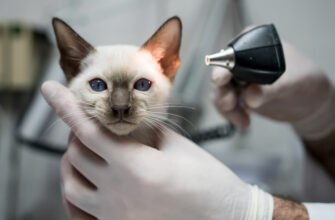 Вушний кліщ у кота: симптоми, діагностика та методи лікування