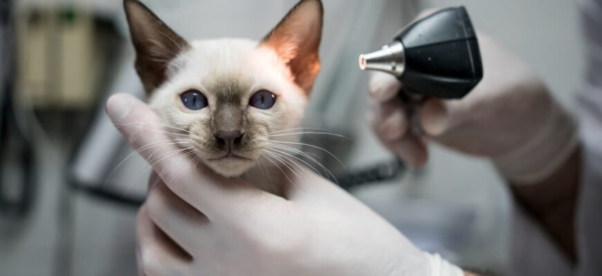 Вушний кліщ у кота: симптоми, діагностика та методи лікування