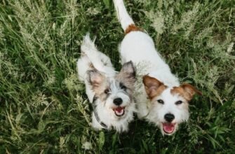 Скільки живуть собаки