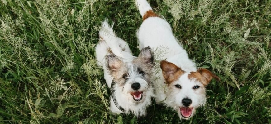 Скільки живуть собаки