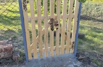 Як самому зробити надійну дерев’яну хвіртку: покрокова інструкція